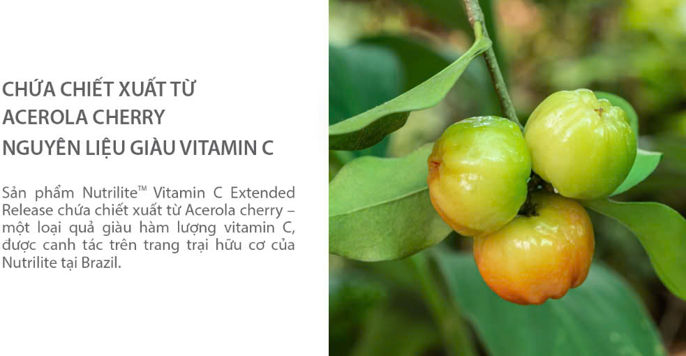 Quả_acerola_cherry_giàu_vitamin_c_amway